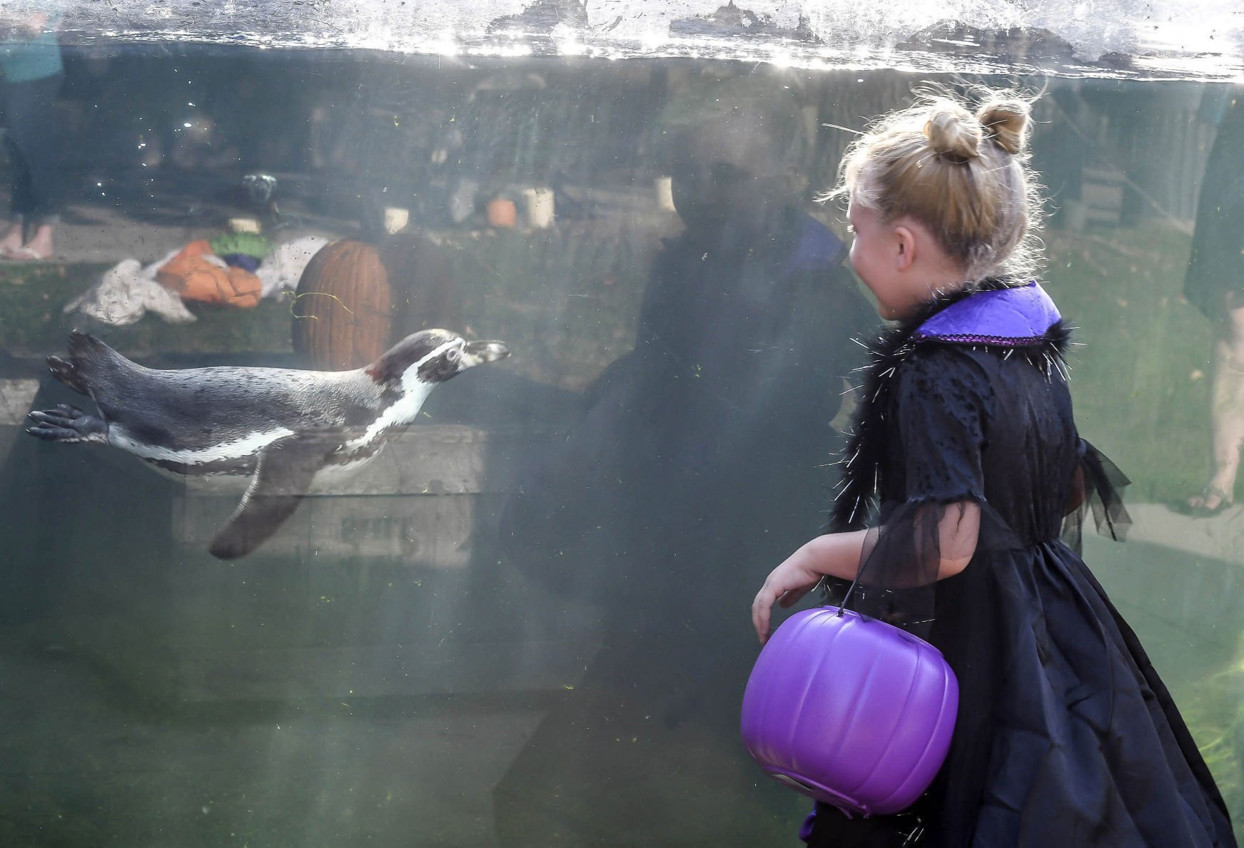 Scovill Zoo: Boo at the Zoo